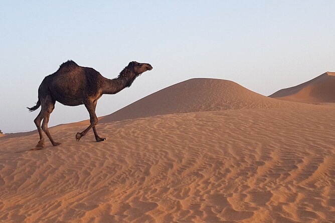 Berber Experience Atlas and Sahara - Tamegroute pottery kilns and underground kasbah tea