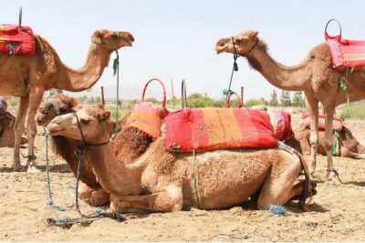 Berber Villages 3 Valleys & Camel ride Atlas Mountains Day Trip