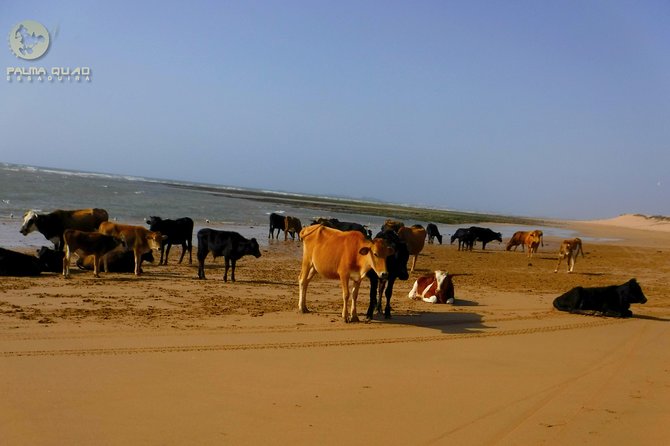 Big dunes and atlantic coast tour 2 HOURS - Small Group Size, Easy Flow, and Practical Tips
