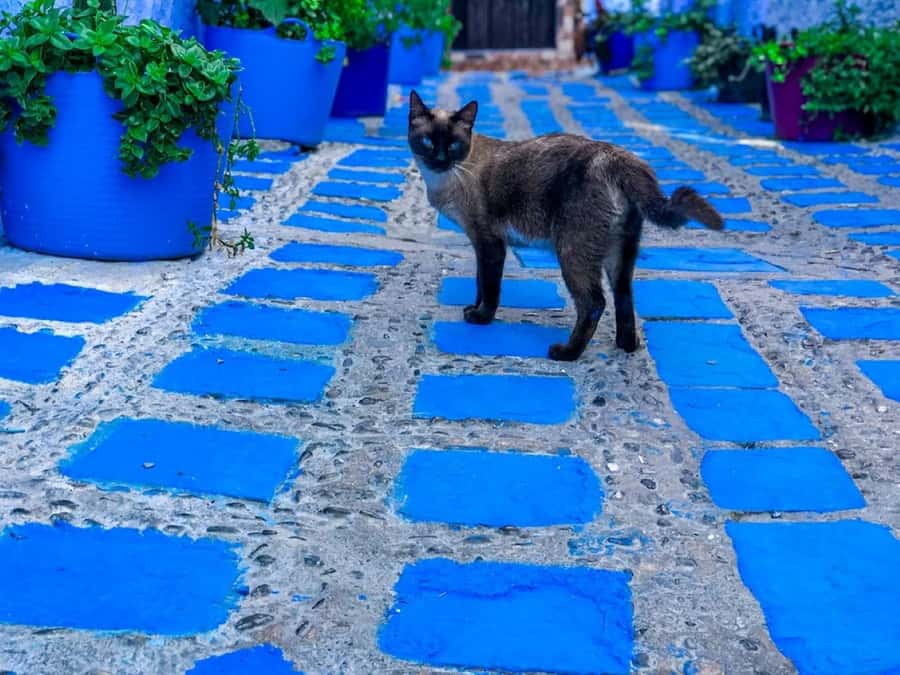Blue City magic: Affordable Day Trip from Fez to Chefchaouen - Key points you should know before you go