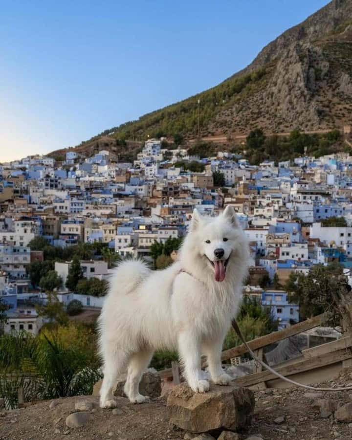 By Group - Chefchaouen bleu city Day Trip with Small Group - Four hours in the Blue City: how to plan your walk