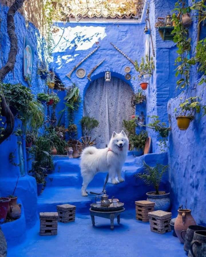 By Group - Chefchaouen bleu city Day Trip with Small Group - Driver experience and in-transit stops: what you can expect