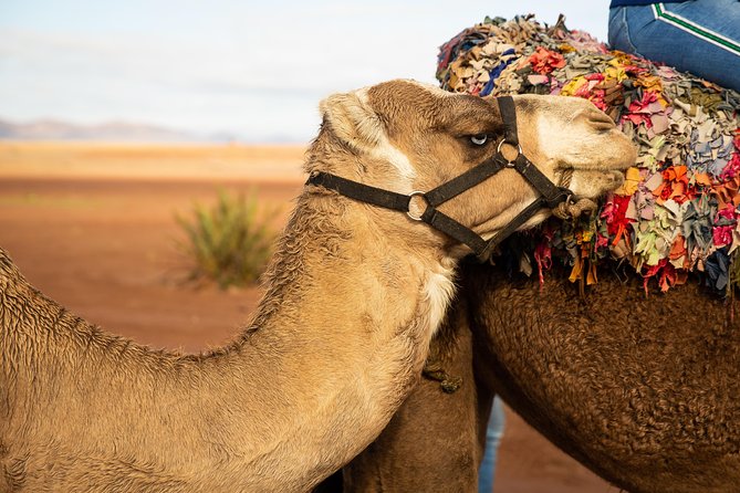 Camel and Quad Biking Tour from Marrakech - Tea and people matter, especially with guides like Hamza, Simo, and Hicham