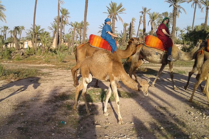 Camel ride at sunset in Marrakech palm grove - Getting there: air-conditioned vehicle and an easy 6:30 pm rhythm