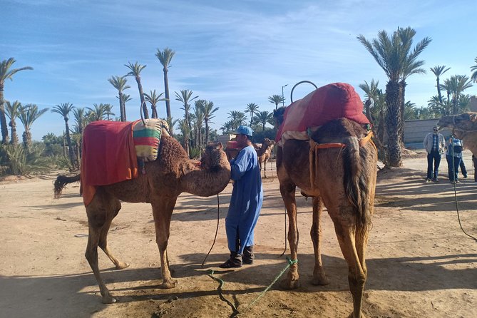 Camel ride at sunset in Marrakech palm grove - Group size and vibe: what 60 people feels like