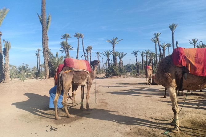Camel ride at sunset in Marrakech palm grove - What to wear and bring for a sunset camel ride