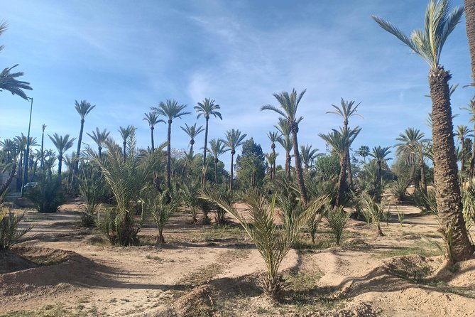 Camel ride at sunset in Marrakech palm grove - Weather and animal-activity reality check