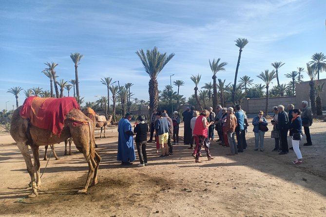 Camel ride at sunset in Marrakech palm grove - Who should book this camel trek in Marrakech, and who should skip
