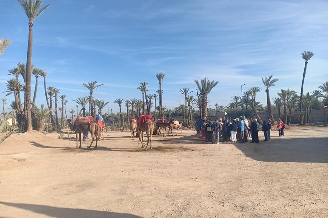 Camel ride at sunset in Marrakech palm grove - Berber mint tea: the cultural anchor of the afternoon