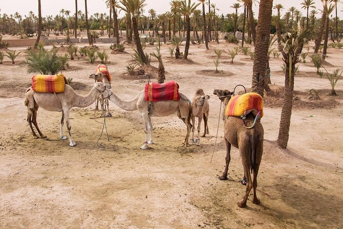 Camel ride Marrakech - Camel Ride Marrakesh, Palm Groves at Sunset: The Quick Read