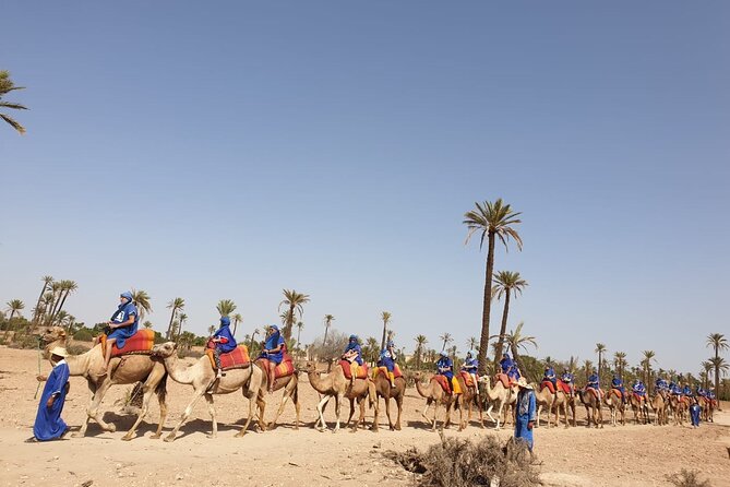 Camel ride Marrakech - Value for Money in Marrakech: Is $19.70 Actually a Deal?
