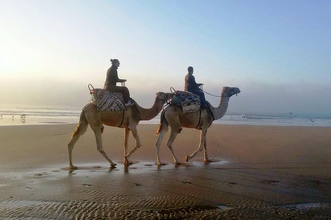 Camel Ride on the Beach of Essaouria - The route: eucalyptus forest, sandy paths, and animal crossings