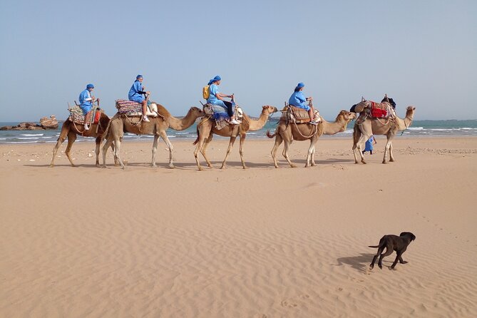 Camel ride or quad bike ride.. pick up, drop off. including - Why a Camel Ride Through Essaouira Feels Like the Right Kind of Tour