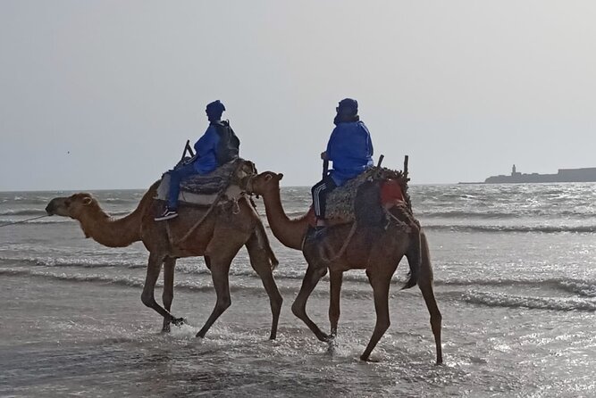 Camel ride or quad bike ride.. pick up, drop off. including - Meeting at Ocean Vagabond Boulevard, Plus How Pickup Changes the Day