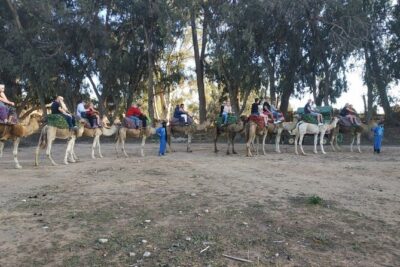 Camel ride + sunset + BBQ dinner in Agadir