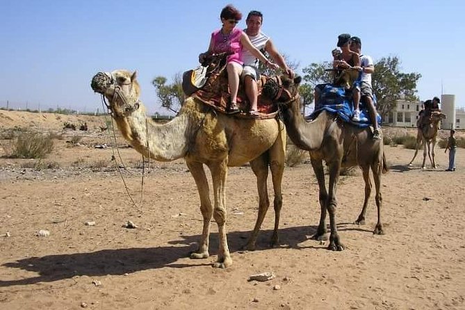 Camel Riding - Wildlife Moments Along Oued Souss and What to Expect Realistically