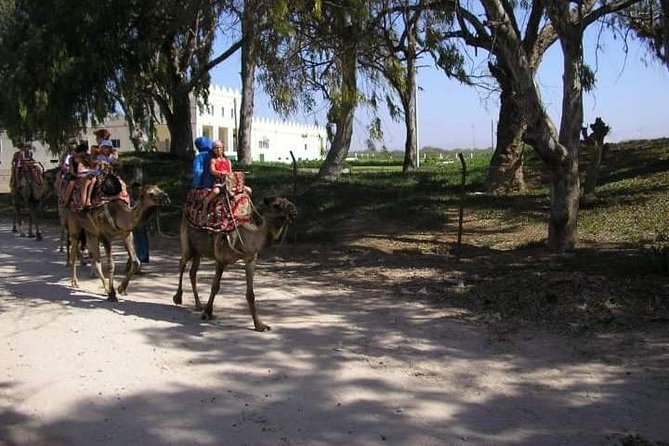 Camel Riding - Who Should Book This Camel Ride (And Who Might Want Another Option)