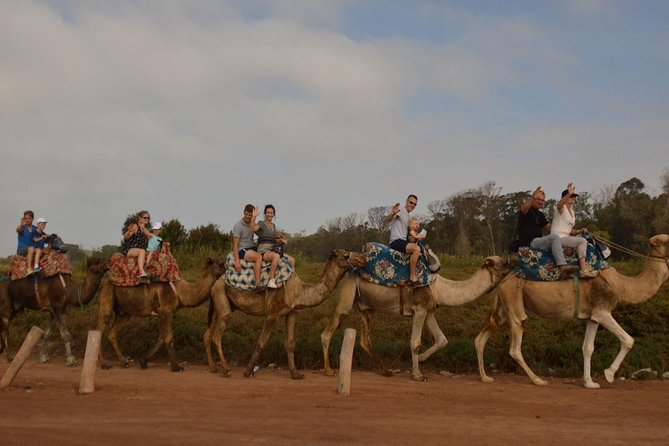 Camel riding in Agadir for Cruise ship Passengers - Why one rider per camel changes everything