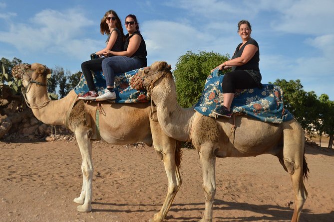 Camel riding in Agadir for Cruise ship Passengers - Price in context: why $39.68 can still be a good value