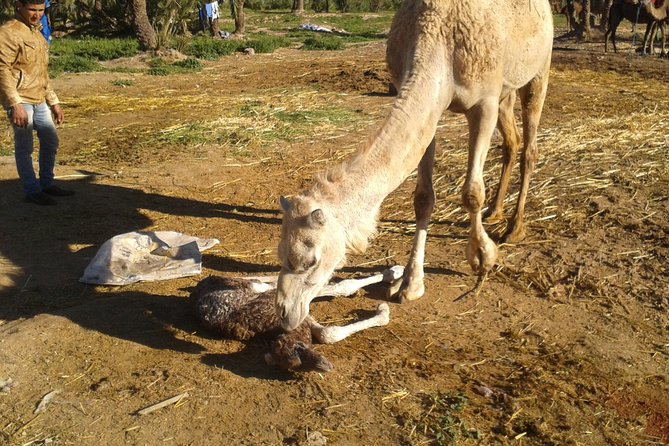 Camel riding in marrakech - Who This Camel Riding Marrakech Trip Fits Best