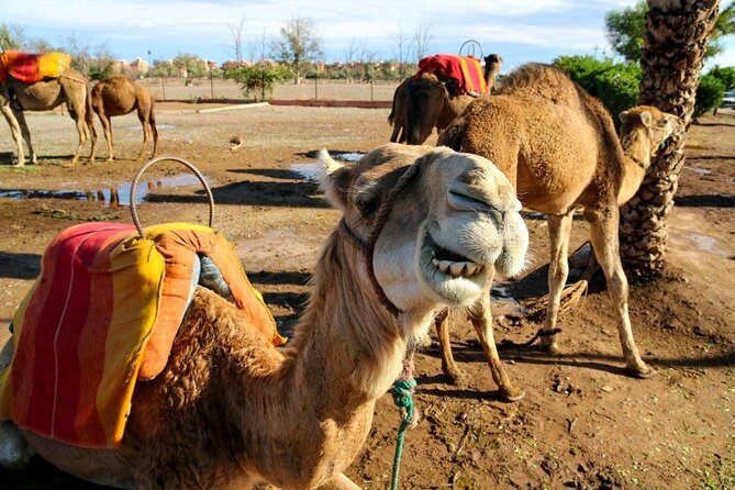 Casablanca Airport to Marrakech Private Transfer with City Tour - Who should book this Casablanca to Marrakech transfer with city tour?