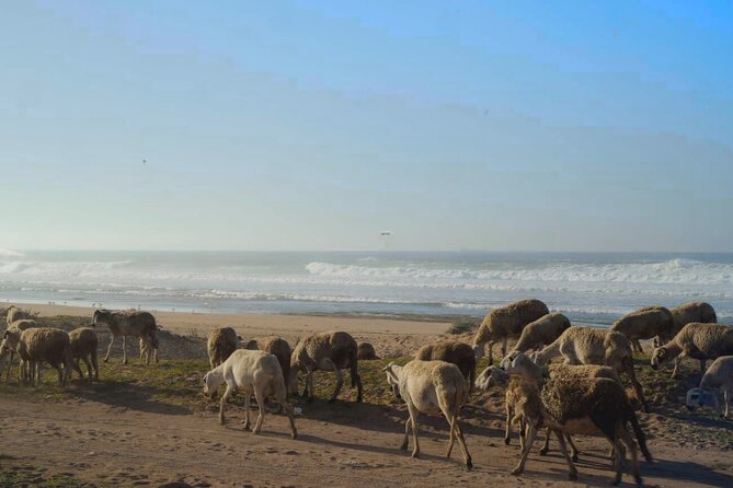 Casablanca to El Jadida Private Day Trip with Azemmour Excursion - What to watch for on the ground (so the day stays smooth)