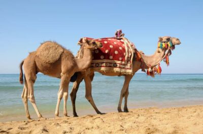 Casablanca to Tangier Guided Day Trip By High-Speed Train