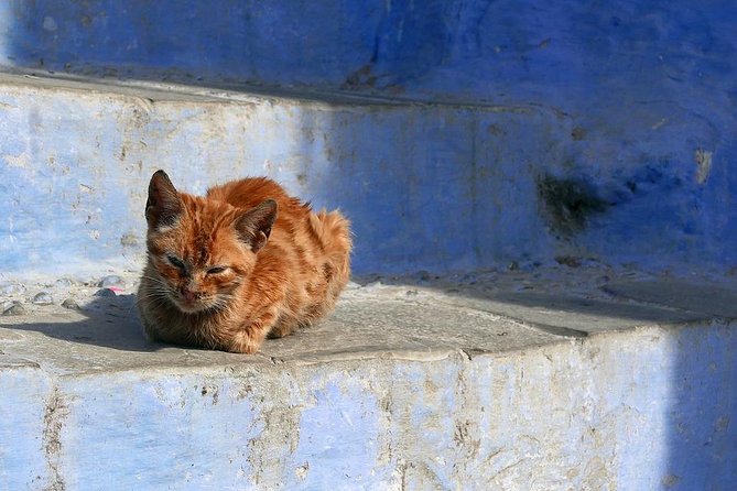 Chefchaouen Day Trip from Fes - The driver experience: safety, friendliness, and smart photo timing