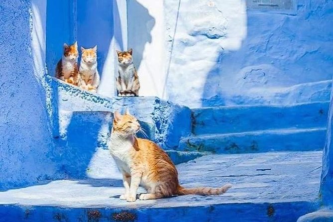 Chefchaouen Day Trip! The Blue Pearl - Who this Chefchaouen excursion suits best
