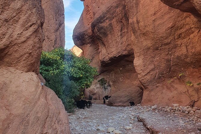 Dades Gorge-Monkey Finger's Canyon Hike in Boumalne Dades - Monkey Fingers Canyon: your 1.5-hour canyoning stretch