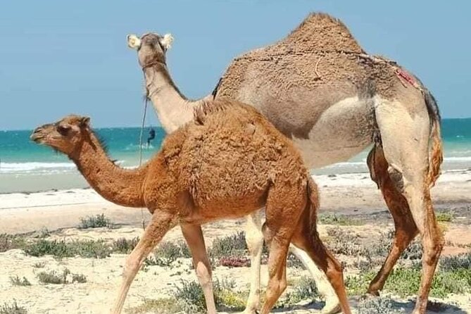 Dakhla White Dune Tour - Pickup, private 4x4 comfort, and drivers who keep things smooth