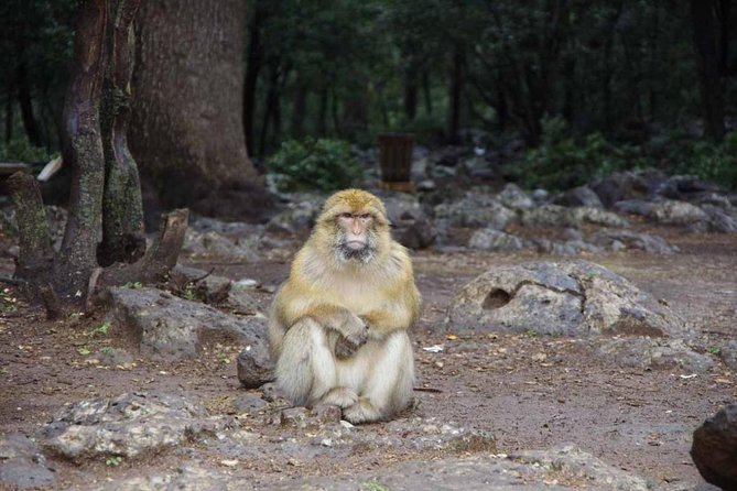 day trip from fez to middle atlas mountain - Timing, Weather, and What to Wear in the Middle Atlas