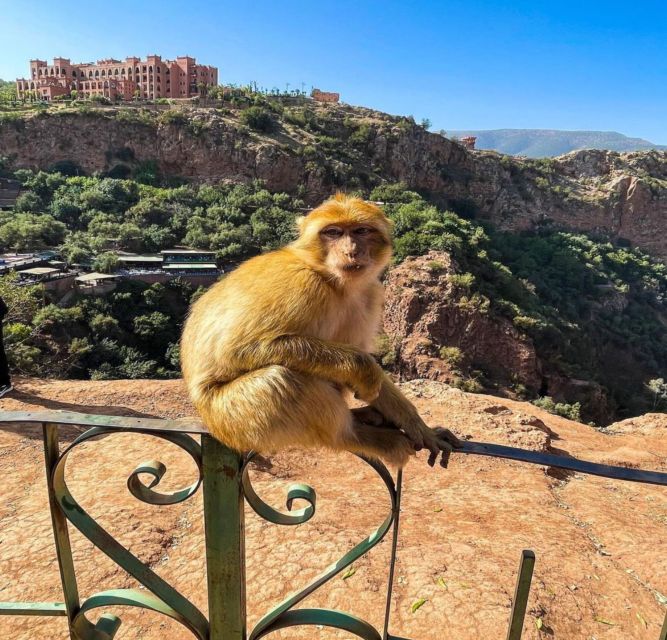 Day trip from Marrakech to Ouzoud Waterfalls - Berber Lunch at Leisure: Rest Your Legs, Then Enjoy the Setting