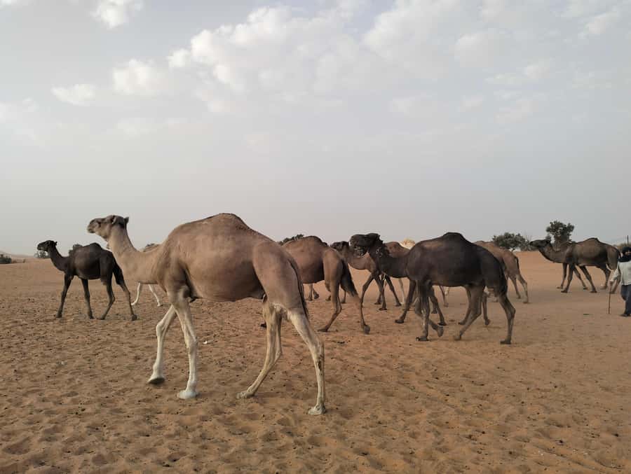Day trip Marrakech to Essaouira - The argan cooperative stop, what you’ll actually learn, and what to ask