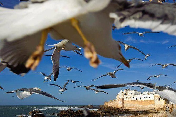 Day trip to Essaouira the portuguese town from Agadir or Taghazout - Entering Essaouira Ramparts: Where the Walk Starts