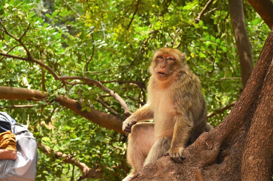 Day Trip To Ouzoud Waterfalls & Boat Ride From Marrakech - Barbery macaques around the falls: how to enjoy wildlife safely