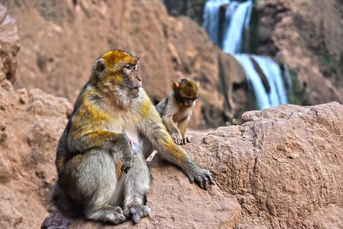 Day Trip to Ouzoud WaterFalls from Marrakech: Shared - Shared Tour Comfort: Pickup Smoothness, Group Size, and Guide Language