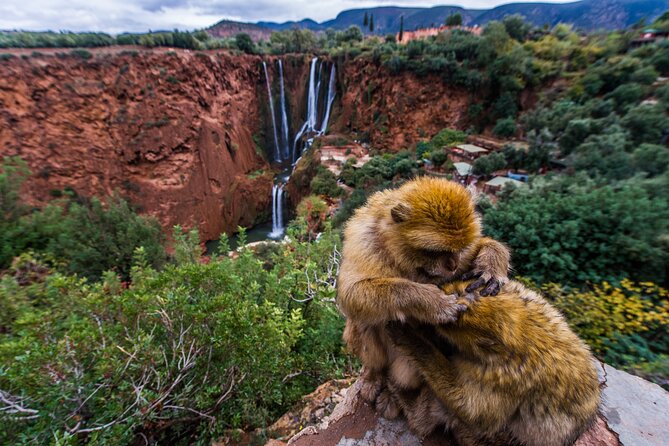 Day Trip to the Water Falls in Ouzoud - Getting to Ouzoud smoothly from Café de France