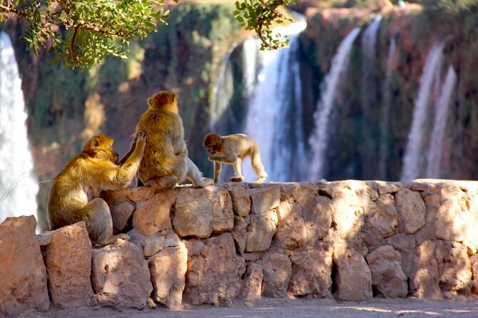 Day Trip to the Water Falls in Ouzoud - Price and what you’re really paying for at $22.65