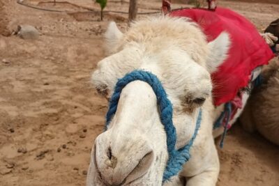 Desert Agafay and Atlas Mountains Day Tour & Camel ride From Marrakech