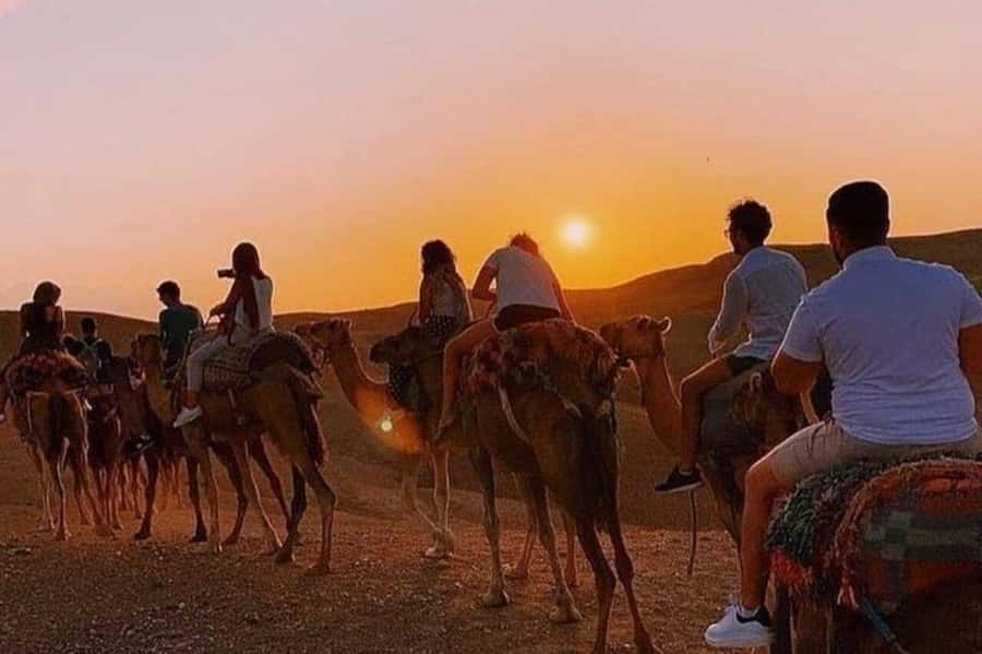 Desert & Beach Quad Adventure With Camel Ride - Key highlights worth your attention