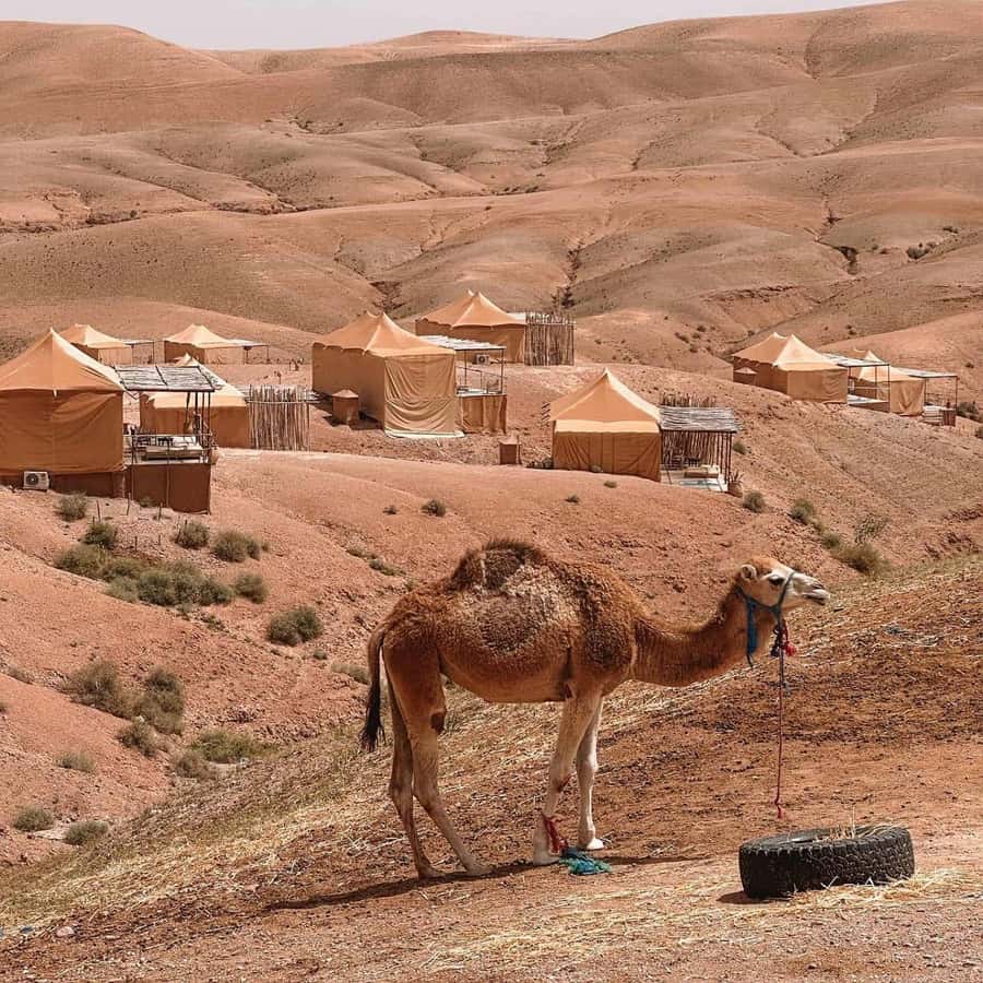 Desert night : ATV, Camel Trek sunset views & Dinner show - Who Should Book, and Who Might Want to Think Twice