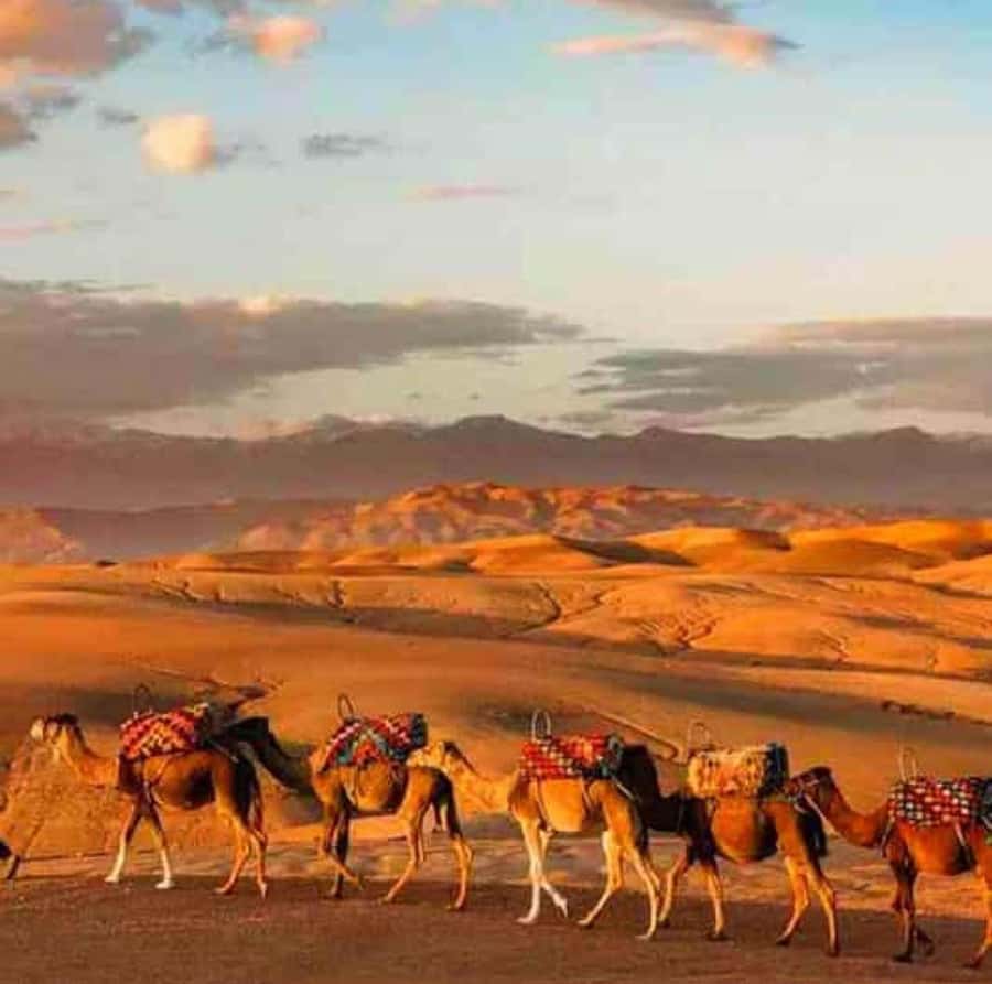 DINNER IN AGAFAY DESERT UNDER THE STARS WITH SHOW AND CAMELS - Berber tent dinner: Moroccan flavors, mint tea, and desert calm
