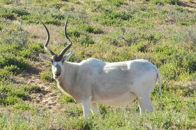 Discovery of the Souss Massa Animal Park in 4x4 - Key highlights before you go