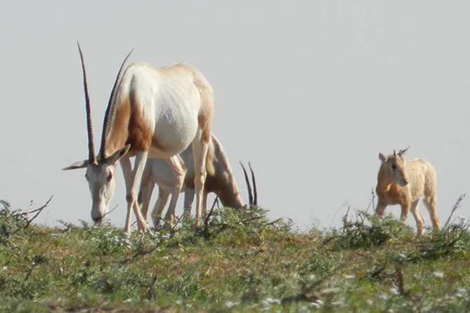 Discovery of the Souss Massa Animal Park in 4x4 - Why Souss Massa feels different than typical wildlife days