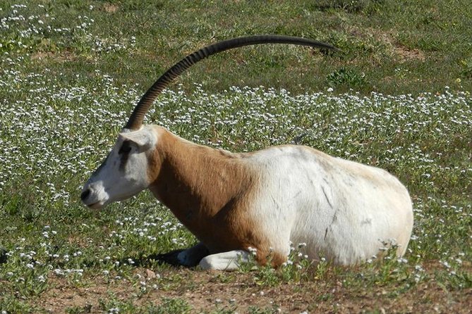 Discovery of the Souss Massa Animal Park in 4x4 - Tifnit fishing village, beach walk, and the wild Atlantic track