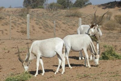 Discovery of the Souss Massa Animal Park in 4×4