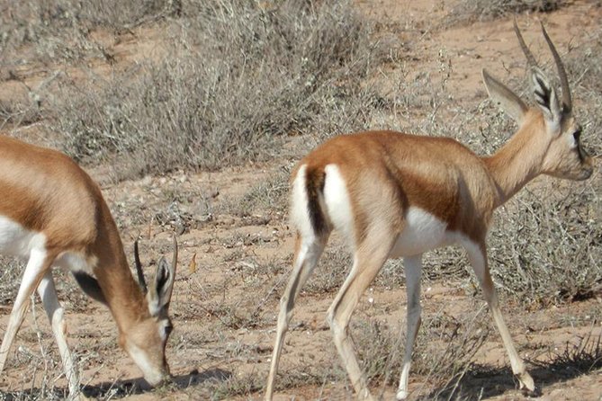 Discovery of the Souss Massa Animal Park in 4x4 - Dam Youssef Ibn Tachfine viewpoint photos in desert light