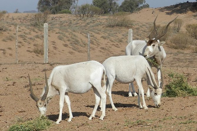 Discovery of the Souss Massa Animal Park in 4x4 - Hitting the Souss Massa National Park for Addax and Dama gazelles
