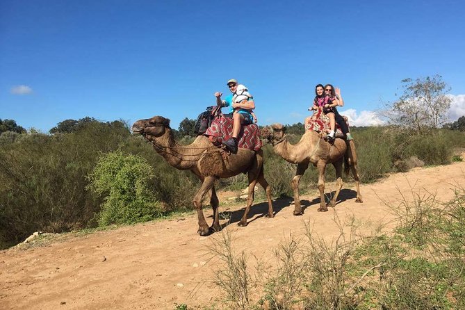 Dromedary Safari: 2 hours - Price and value: what $33.14 buys you for two hours